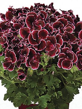 Пеларгония королевская Piccola Burgundy (1 шт)
