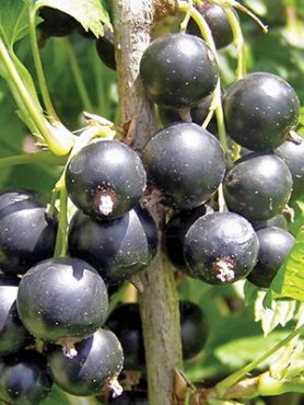 Смородина Черная Катюша (1 шт)