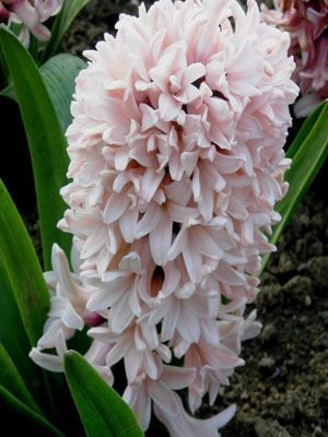 Гиацинт садовый Apricot Passion 14/15 (20 шт) - 1