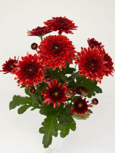 Хризантема зрізна Adana Red (9 шт) - 1