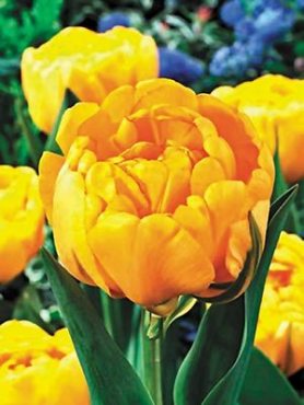 Тюльпани Махрові пізні Yellow Pomponette 11/12 (20 шт)