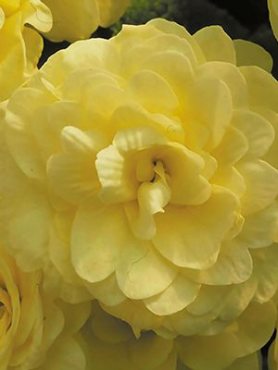Примула обыкновенная Petticoat Yellow F1 (3 шт)