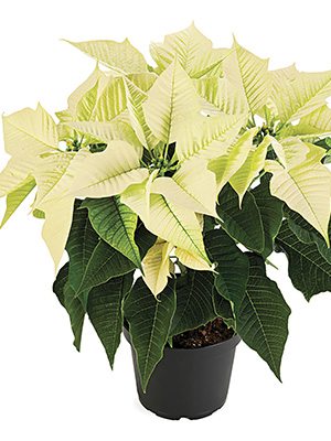Пуансеттия прекрасная Virgo White (1 шт)