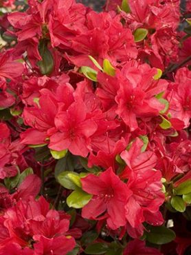 Рододендрон японский Hino Crimson (1 шт)