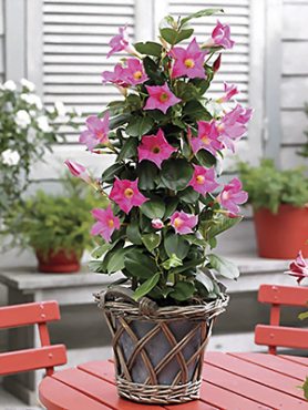 Дипладения Bloom Bells Pink (1 шт)