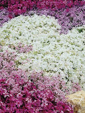 Флокс шиловидний Spring, смесь (3шт)