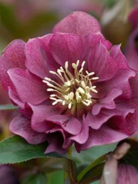 Морозник восточный Double Ellen Purple (1 шт)