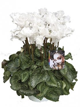 Цикламен Rocolina White F1 (1 шт)