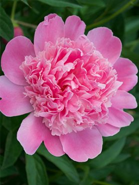 Пион молочноцветковый Edulis Superba (1 шт)