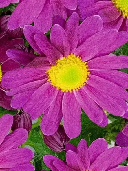 Хризантема горшечная Pemba Purple (3 шт) - 1