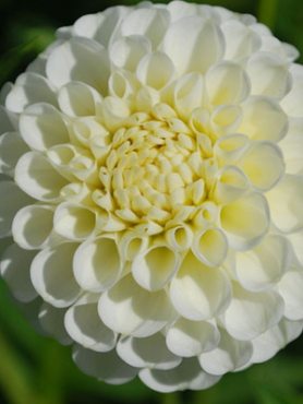 Георгина помпонная Snowflake (1 шт)