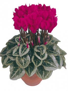 Цикламен Metis Magenta DecoraF1                            (1 шт)