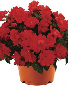 Бальзамин новогвинейский Wild Romance Double Red (3 шт)