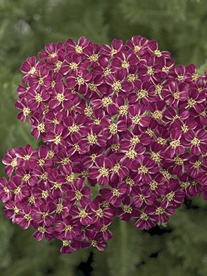 Деревій звичайний Desert Eve Deep Rose - 1