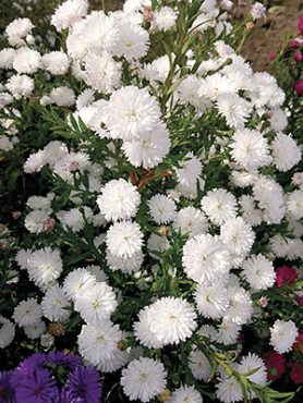 Астра новобельгийская Almira Dauble White (1 шт)