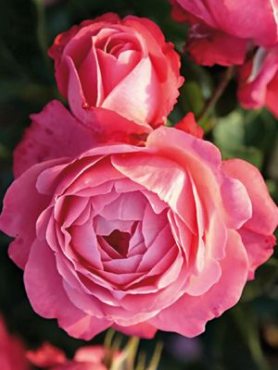 Роза плетистая Rosanna (1 шт)