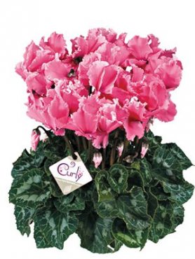 Цикламен крупноцветковый Halios Curly  Fuchsia F1 (1 шт)