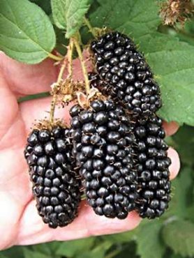 Ежевика КАРАКА БЛЭК (1 шт)
