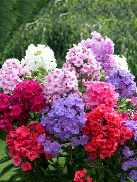Флокс метельчатый смесь сортов (3 шт) - 1