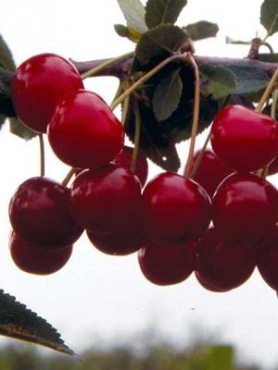 Вишня Шалунья (1 шт)