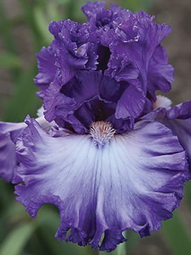 Ирисы высокие бородатые Russian Violet (1 шт)