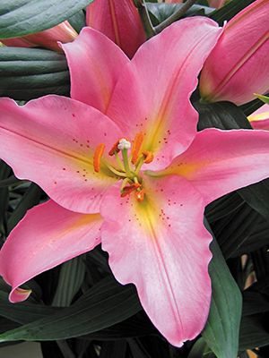 Восточные гибриды (ориентали) Fenice 12/14 (2 шт) - 1