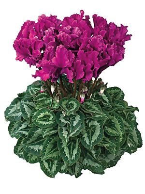 Цикламен крупноцветковый Halios Curly Violet Fonce F1 (1 шт) - 1