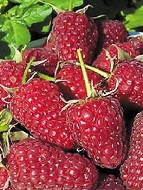 Малина Атлант (1 шт)