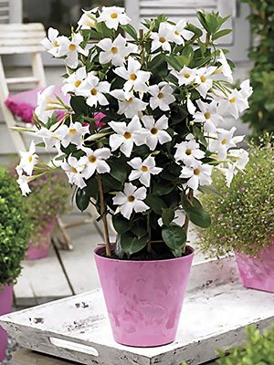 Дипладения Bloom Bells White (1 шт) - 1