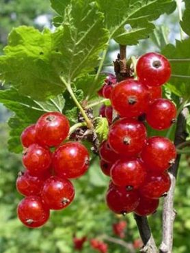 Смородина червона Цукрова (1 шт)