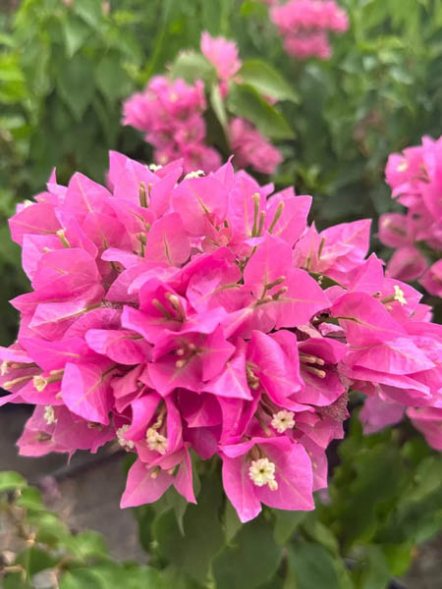 Бугенвиллея Nord Star Pink (1 шт) - 1