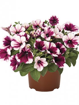 Петуния полуампельная Sweetunia Purple Touch (3 шт)