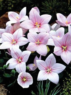 Платикодон крупноцветковый Florist, розовый (20 шт)