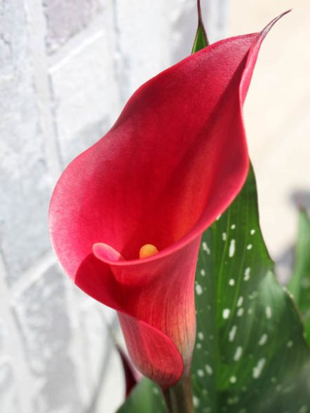 Кала Red Charm 14/16 (1 шт) - 1