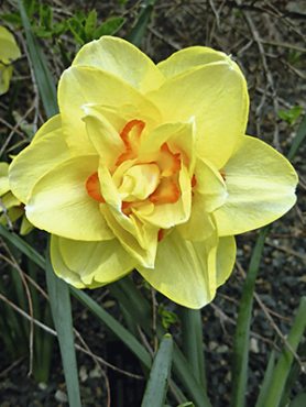 Нарциси Махрові Tahiti 10/12 (100 шт)