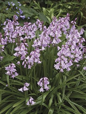 Пролеска колокольчатая (испанская) Queen of the Pinks 7/8 (5 шт)
