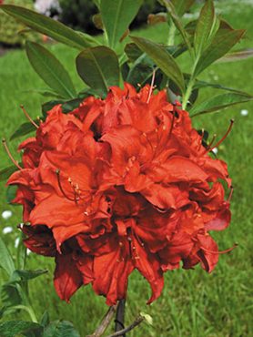 Рододендрон х Knap Hill Doloroso (1 шт)