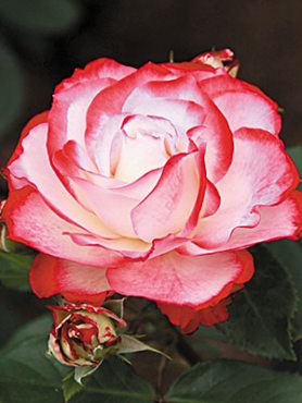 Роза флорибунда Jubile du Prince de Monaco (1 шт)