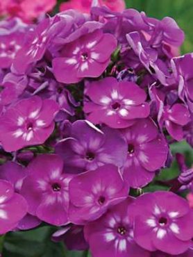 Флокс метельчатый Катя (1 шт)