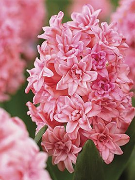 Гиацинт садовый Spring Beauty 14/15 (1 шт)