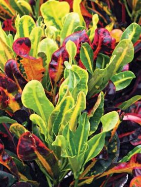 Кротон Bush on Fire