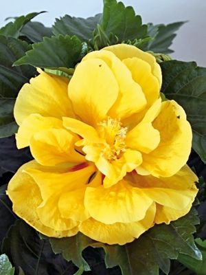 Гибискус китайский Fiori Grande Valencia (1 шт)