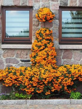 Глодівець (піраканта) червоний Orange Glow (1 шт)