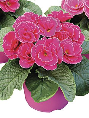 Примула обыкновенная (акаулис) Rubens Rose Shades F1 (3 шт) - 1