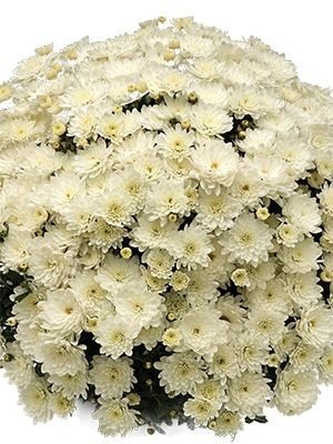 Хризантема мелкоцветковая низкорослая Branbeach White (9 шт) - 1