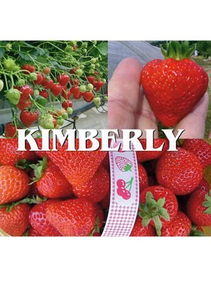 Земляника крупноплодная (клубника) Kimberly (5 шт) - 1