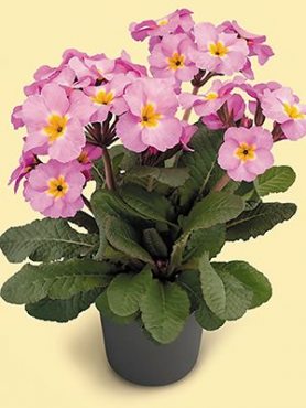 Примула высокая ф. полиантовая Stella Light Lilac F1 (3 шт)