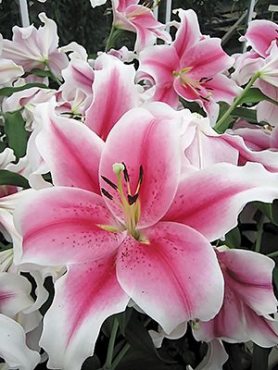 ЛОО-гибриды Pink Briljant 12/14 (1 шт)
