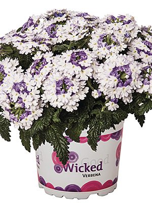 Вербена Wicked Purple (3 шт) - 1