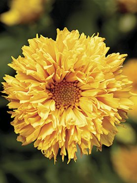 Кореопсис крупноцветковый Castello Pompon Yellow (1 шт)